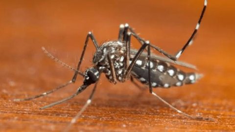 Número de casos de chikungunya em 2022 é quase seis vezes maior do que o registrado no ano passado; dengue também tem aumento
