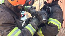 Laje de casa em obras desaba e cachorra é resgatada sob escombros pelos bombeiros