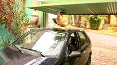 Galo atrai olhares curiosos ao passear no teto de carro em Ribeirão Preto;