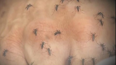 Secretaria de Saúde confirma primeiro caso de chikungunya em Araçatuba neste ano