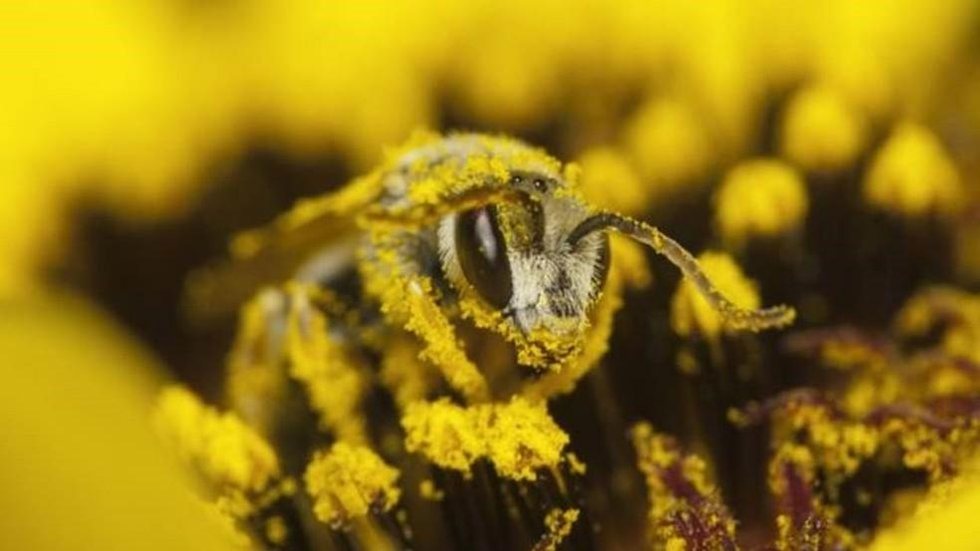 De onde vem o que eu como: extinção das abelhas pode definir o futuro da alimentação