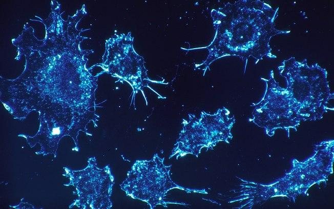 Cientistas descobrem célula que pode ‘destruir’ todos os tipos de câncer