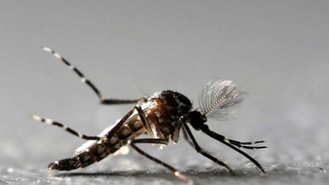 Combate ao Aedes aegypti deve ser prioridade no verão, diz Ministério da Saúde