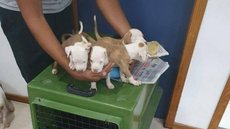 12 pessoas são presas por maus-tratos e tráfico de animais em feira de filhotes