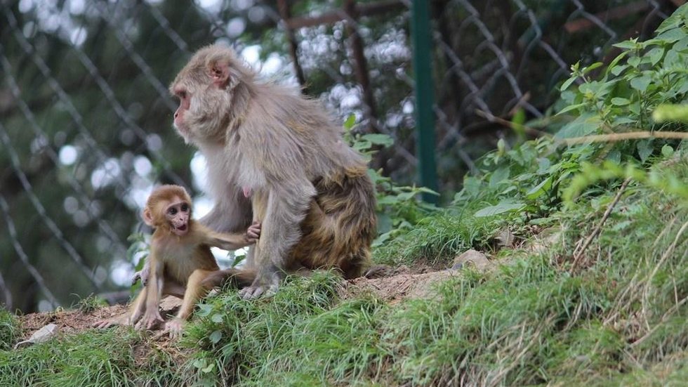 Zoo de São Paulo tem novo morador: filhote de chimpanzé ameaçado de extinção