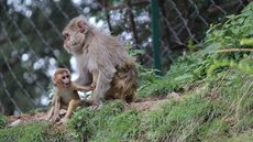 Zoo de São Paulo tem novo morador: filhote de chimpanzé ameaçado de extinção