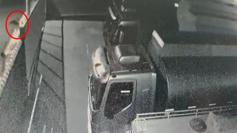 Câmera registra cachorro sendo lançado por cima de muro em posto de combustíveis; vídeo
