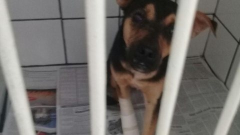 Cadela é resgatada após ter olho ferido com bola de gude, limão e sal
