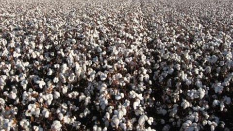 Tecnologias da Embrapa ajudam Ceará a dobrar produção de algodão