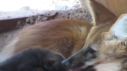 Zoológico de Bauru registra nascimento de mais um filhote de lobo-guará