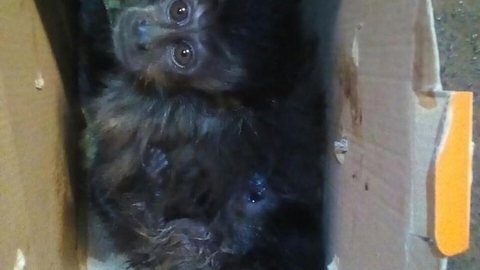 Mulheres são detidas com macacos dentro de caixa de papelão em Mirassol