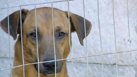 Justiça determina que prefeitura de Marília recolha animais das ruas