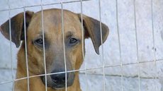 Justiça determina que prefeitura de Marília recolha animais das ruas