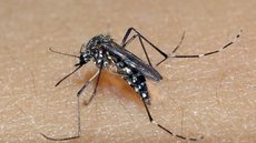 Casos de dengue na cidade de SP neste ano já são mais do que o triplo de todo o ano de 2020