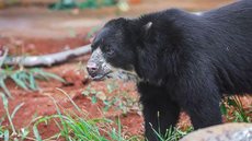 Urso de espécie rara e ameaçada é recebido em Brasília