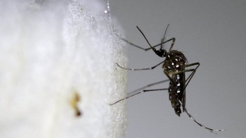 Saúde confirma novos casos de dengue em Rio Preto no mês de maio