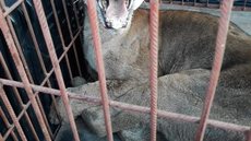 Onça parda é resgatada em rodovia em Ouroeste e levada para zoológico