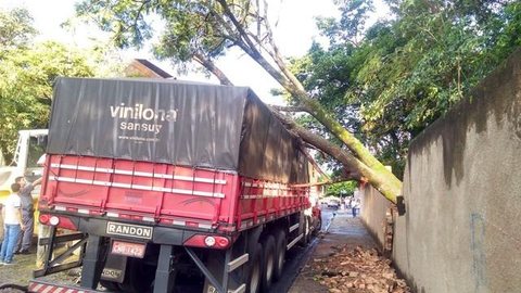 Temporal causa queda de árvores e destelha casas em Irapuã