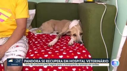 Justiça determina que Aeroporto de SP pague tratamento veterinário da cachorra Pandora até a recuperação do animal