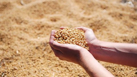 Brasil vai ultrapassar EUA como 3º maior fornecedor de soja do mundo, diz FAO