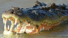 Jovem é morto por crocodilo ao entrar em rio para “ritual de proteção e saúde”