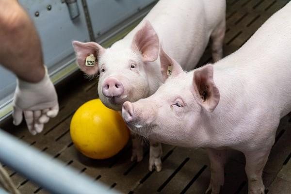 Pesquisadores alemães criarão porcos para transplante de coração em humanos