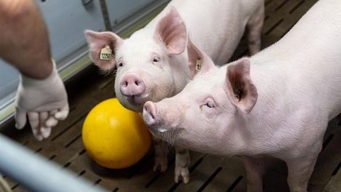 Pesquisadores alemães criarão porcos para transplante de coração em humanos