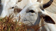 Secretaria orienta produtor rural sobre vacinação contra aftosa