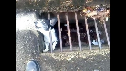 Bombeiros de Novo Horizonte resgatam cachorro preso em bueiro