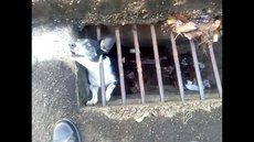 Bombeiros de Novo Horizonte resgatam cachorro preso em bueiro