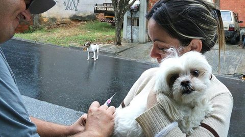 Votorantim inicia campanha de vacinação antirrábica em cães e gatos