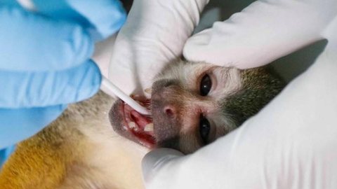 Pesquisadores da USP coletam amostras de macacos para estudo de doenças