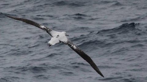 Aves “espiãs” ajudam cientistas a combater a pesca ilegal