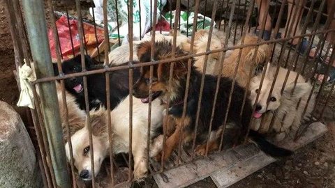 China vai proibir consumo de cães e gatos por todo o país