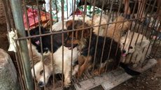 China vai proibir consumo de cães e gatos por todo o país