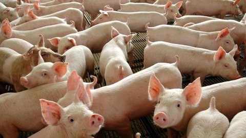 Controle da peste suína africana na China segue complicado