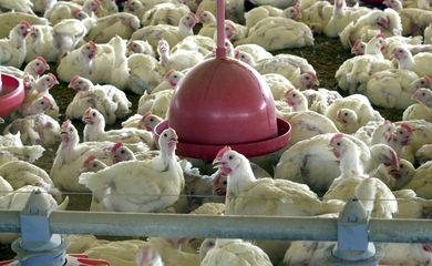 Brasil cobra retirada de embargo ao comércio de frango pelas Filipinas