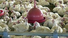 Brasil cobra retirada de embargo ao comércio de frango pelas Filipinas
