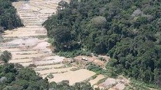 Em julho, 73% do desmatamento na Amazônia ocorreu em terras indígenas