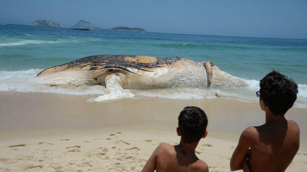 Monitoramento de praias já devolveu à natureza mais de 2,7 mil animais