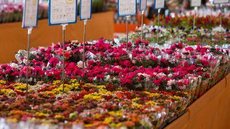 Floristas esperam compensar perdas com vendas no Dia das Mães