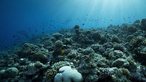 Mudança climática pode destruir todos os recifes de coral até 2100