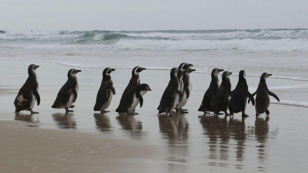 Número de pinguins na costa brasileira é 20% maior em 2021