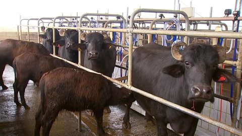 Produção de leite de búfala cresce no interior do estado