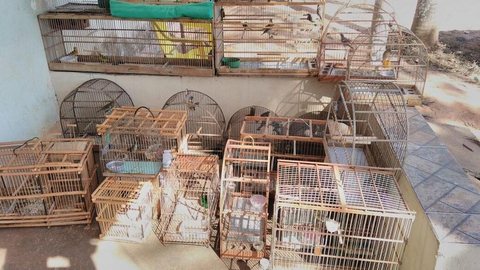 Homem é multado em R$ 33 mil por manter dezenas de pássaros em cativeiro em Braúna