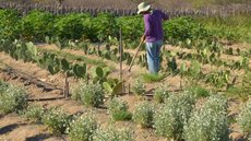 CMN facilita renegociação de dívidas de produtores rurais