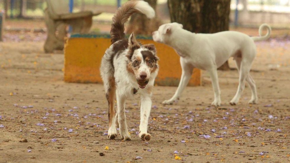 Cães Lulu da Pomerânia são resgatados por maus-tratos em Limeira