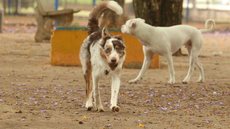 Cães Lulu da Pomerânia são resgatados por maus-tratos em Limeira