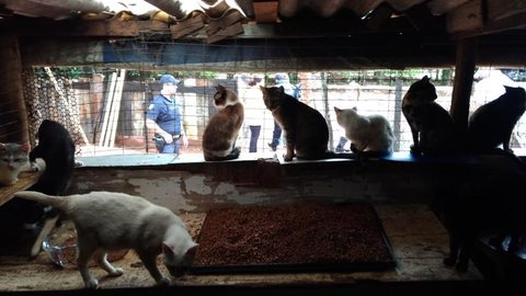 Gatos resgatados vítimas de maus-tratos são colocados para adoção em Sorocaba