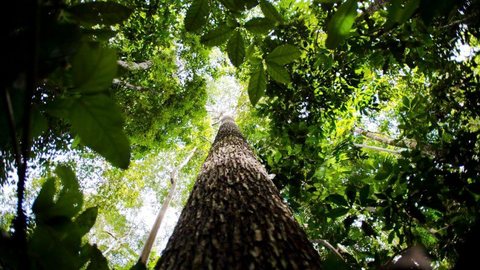 Maioria dos brasileiros está insatisfeita com preservação da Amazônia